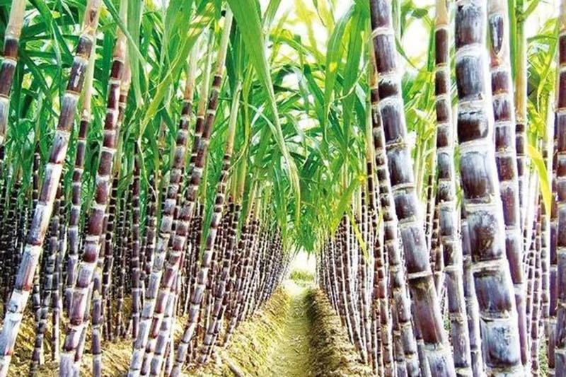វត្ថុធាតុដើមកកើតឡើងវិញ ២